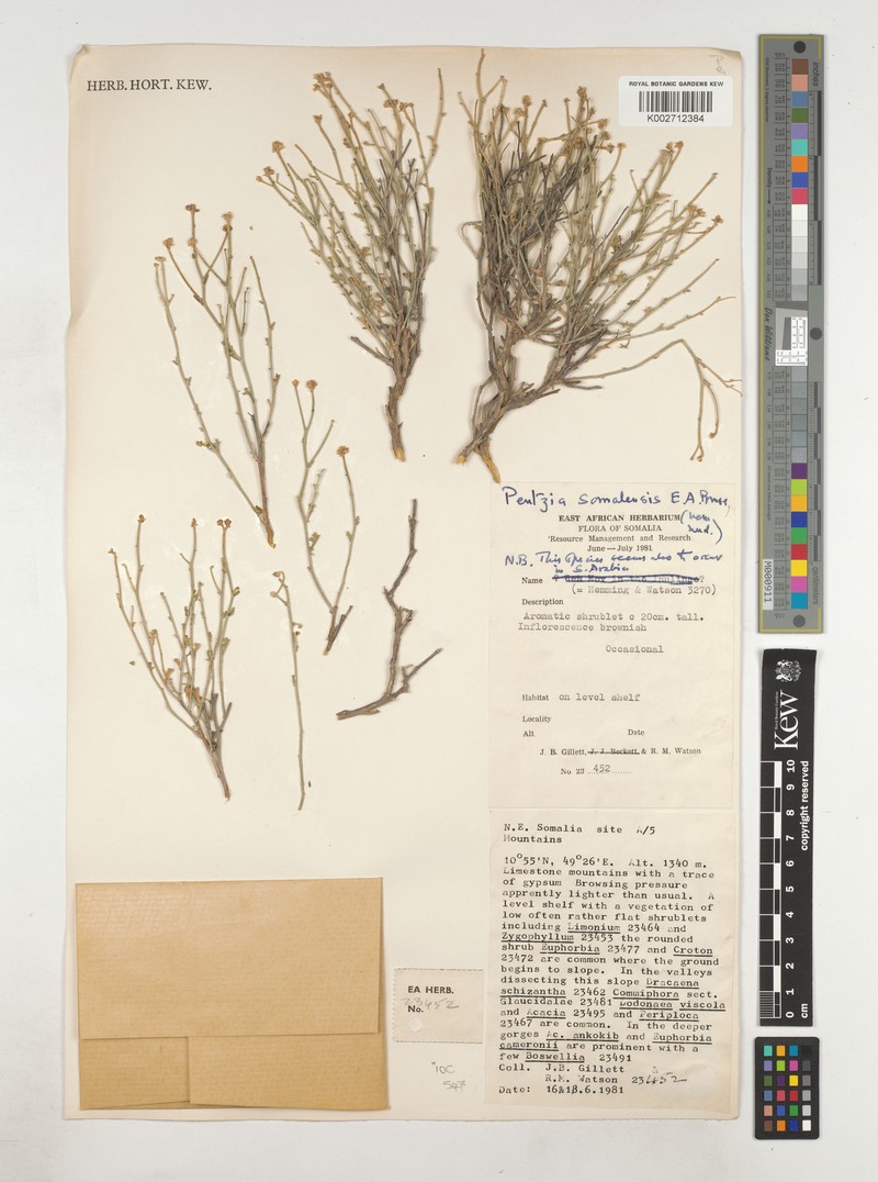 Pentzia somalensis photo 2