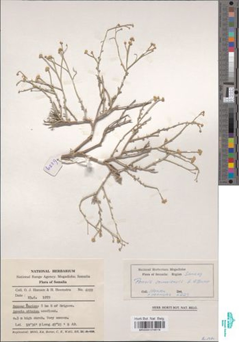 Pentzia somalensis photo 3