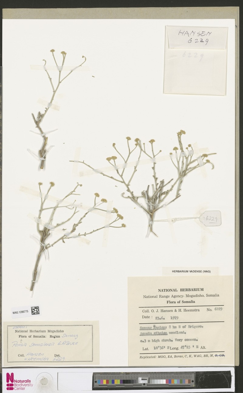 Pentzia somalensis photo 4