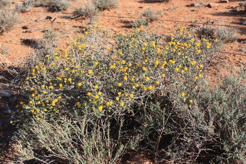 Pentzia spinescens