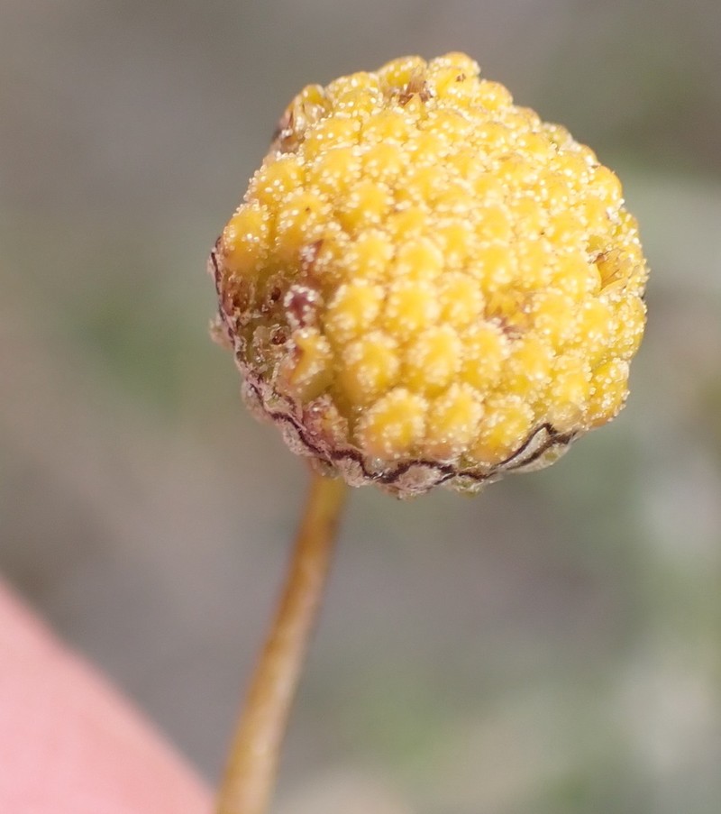 Pentzia spinescens photo 2