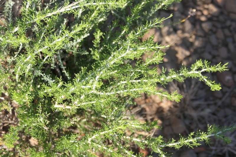 Pentzia spinescens photo 3