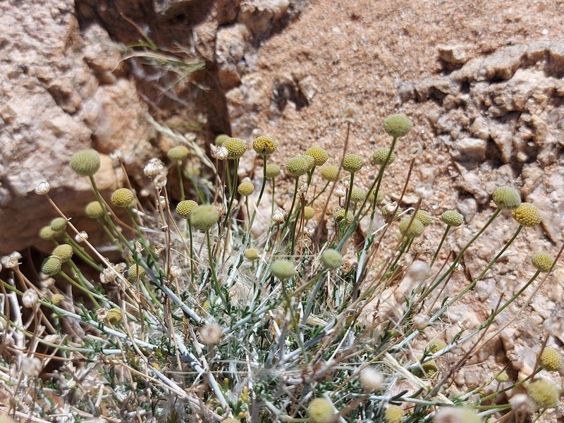 Pentzia spinescens photo 4
