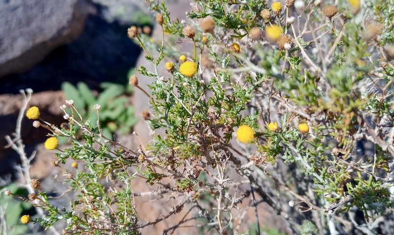 Pentzia spinescens photo 5