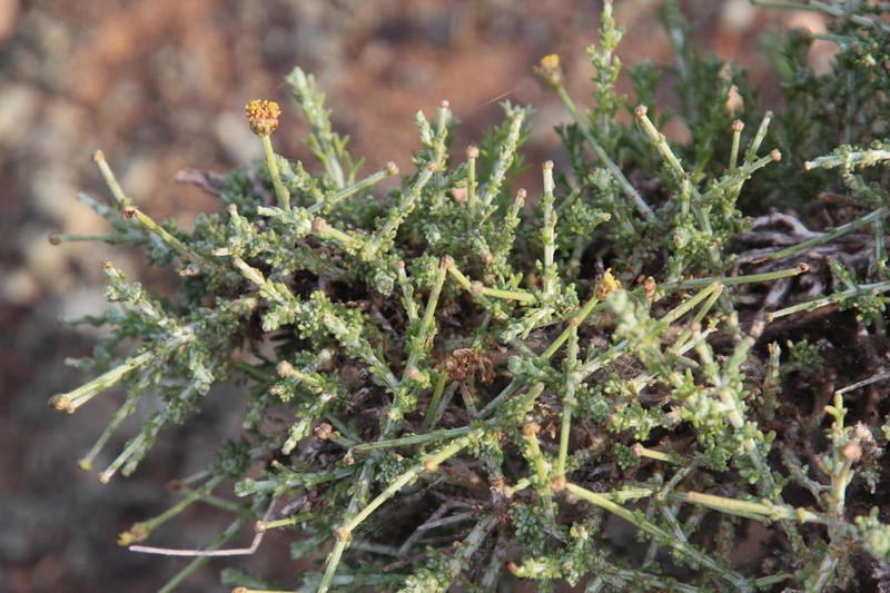 Pentzia spinescens photo 6