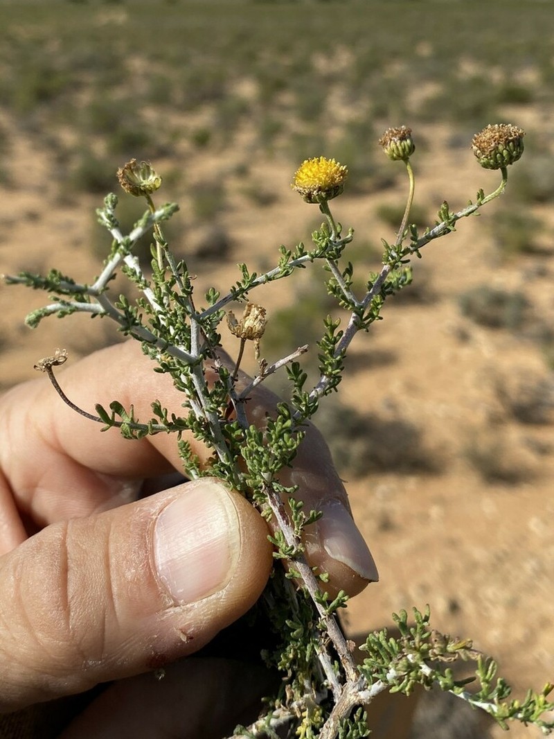 Pentzia spinescens photo 7