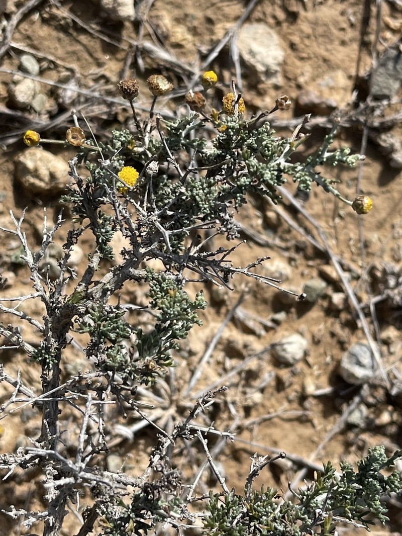 Pentzia spinescens photo 8