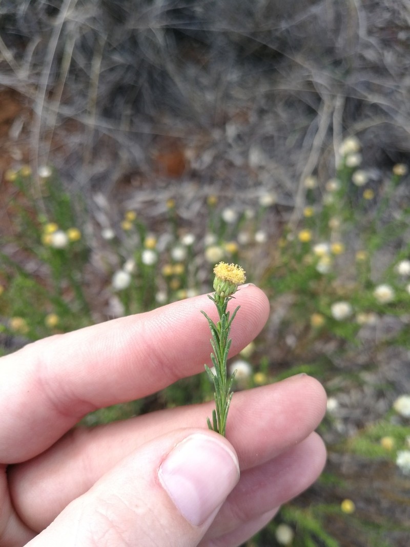 Pentzia stellata