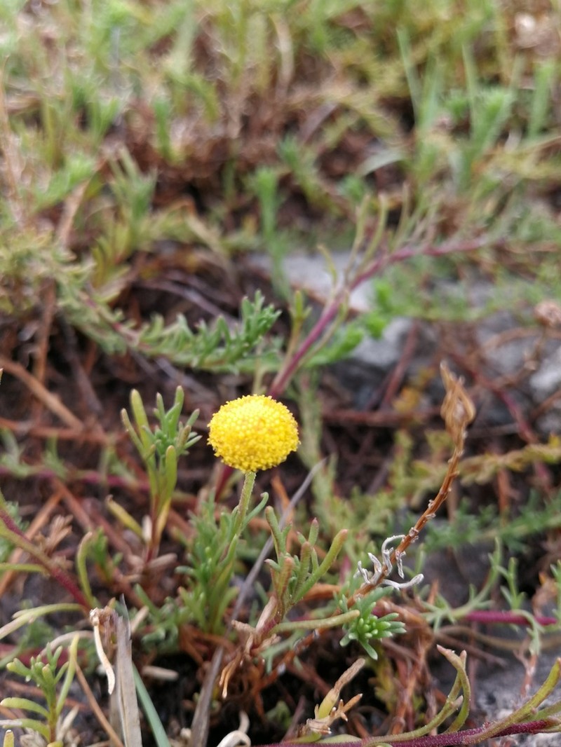Pentzia stellata photo 2