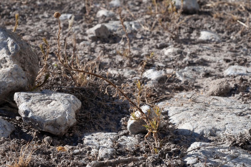 Pentzia stellata photo 4