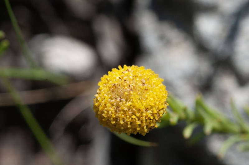 Pentzia stellata photo 6