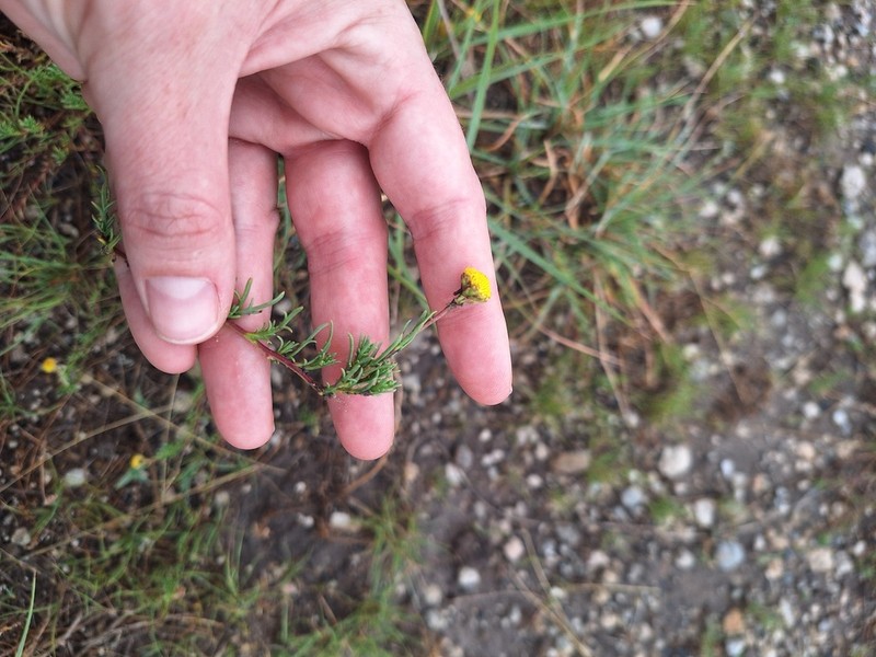 Pentzia stellata photo 7