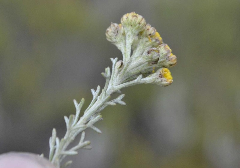 Pentzia trifida photo 2