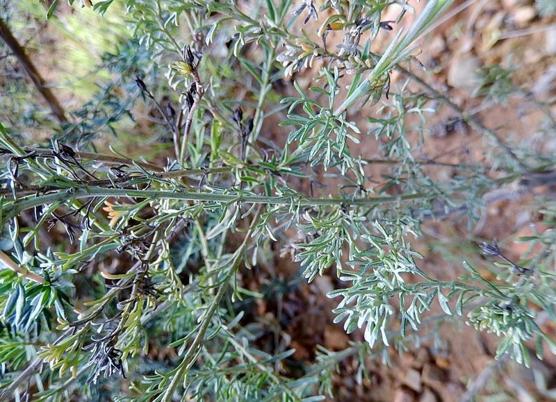 Pentzia trifida photo 3
