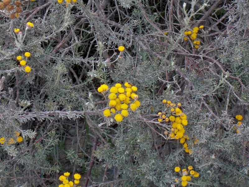 Pentzia trifida photo 5