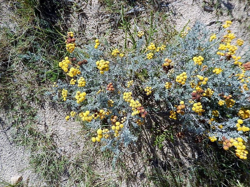 Pentzia trifida photo 6
