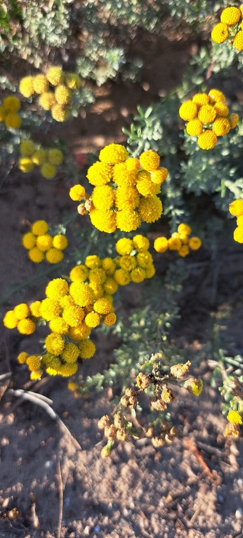 Pentzia trifida photo 8