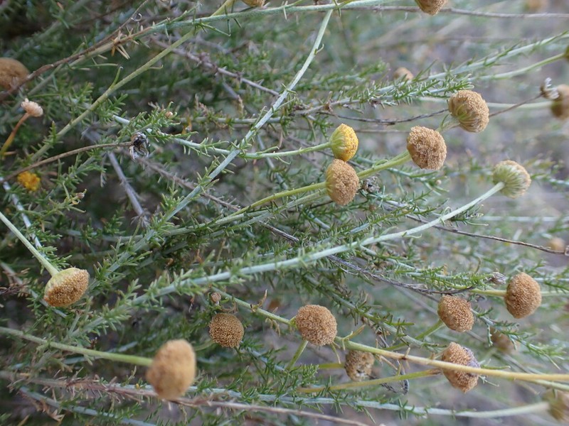 Pentzia viridis