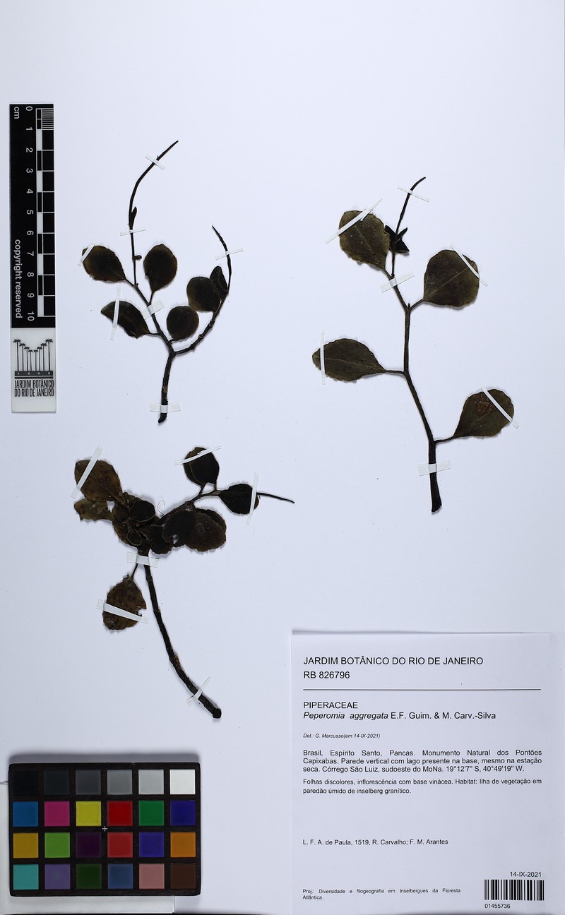 Peperomia aggregata