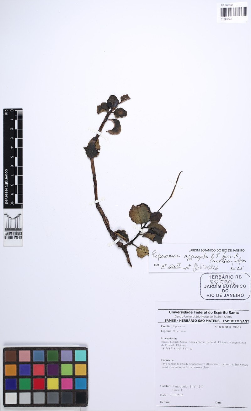 Peperomia aggregata photo 2