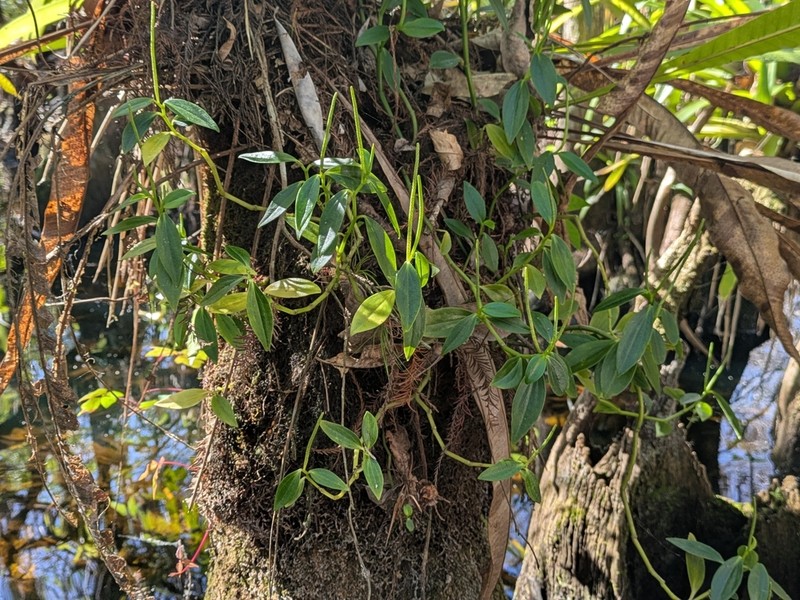 Winged Peperomia photo 2