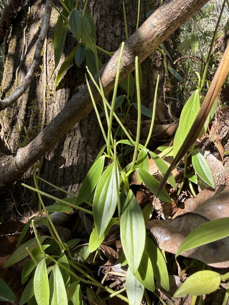 Winged Peperomia photo 3
