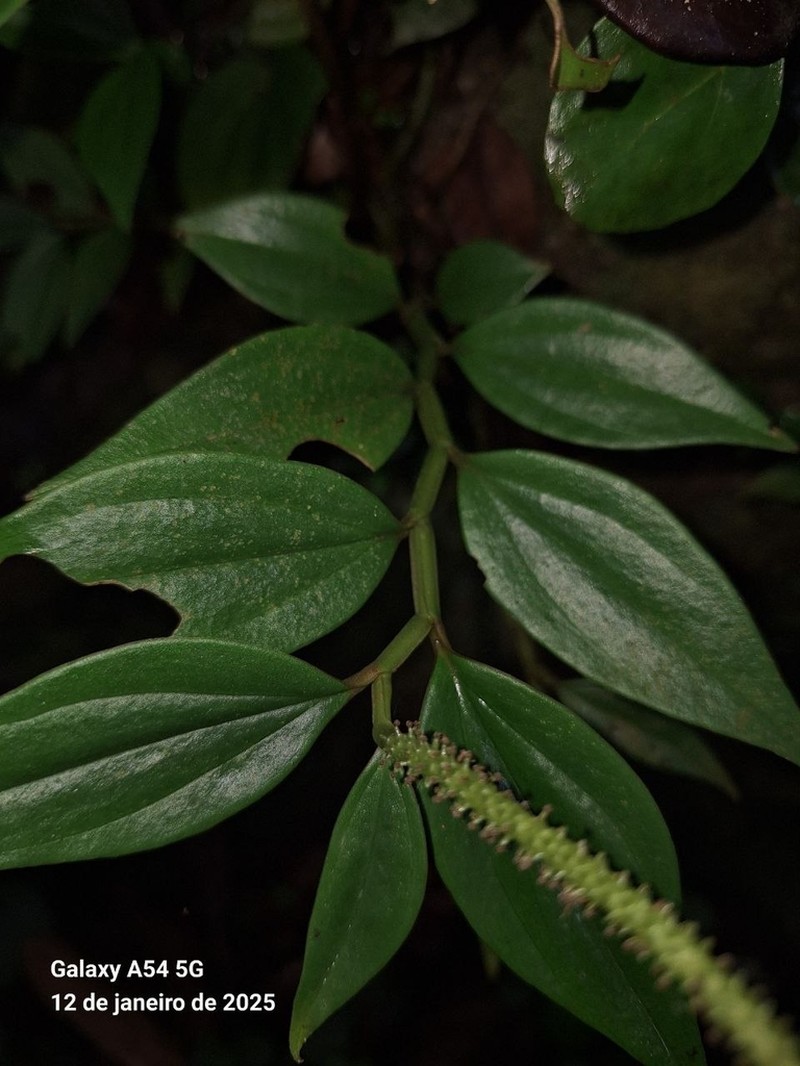 Winged Peperomia photo 4