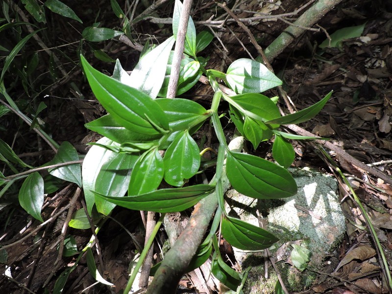 Winged Peperomia photo 5