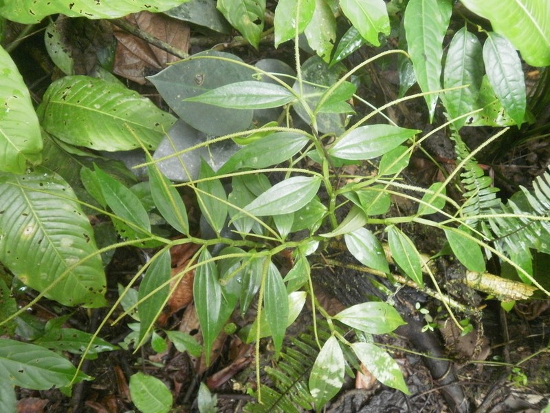 Winged Peperomia photo 6