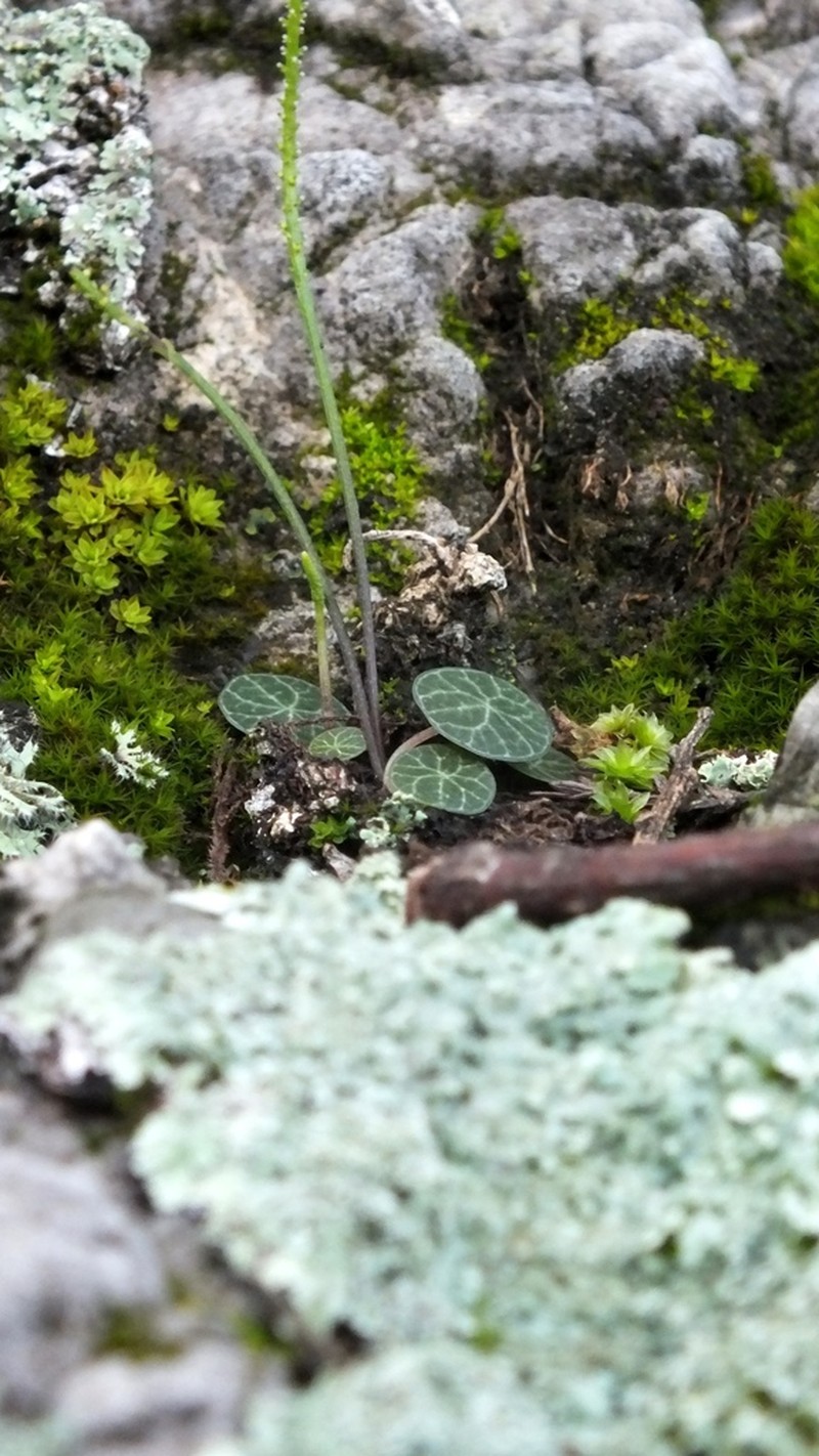 Peperomia albonervosa