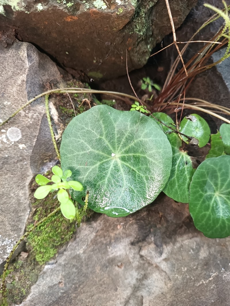 Peperomia albonervosa photo 2