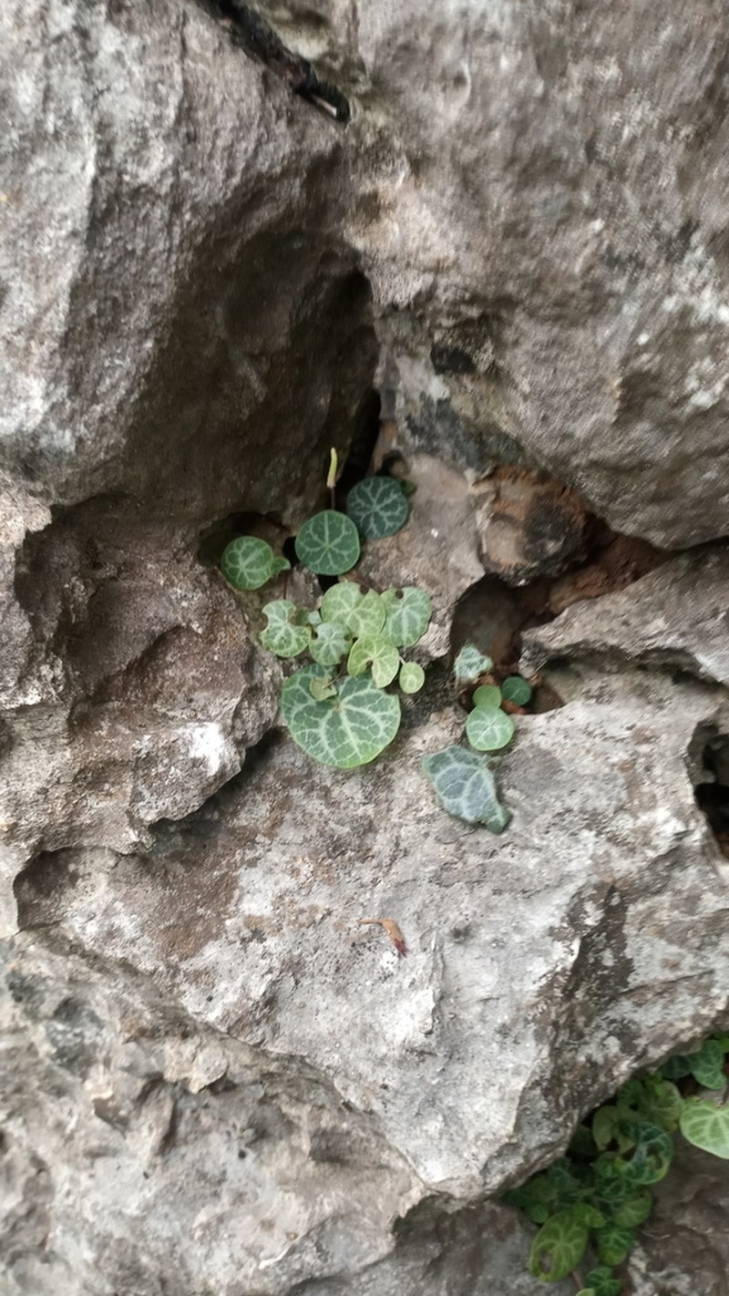 Peperomia albonervosa photo 3