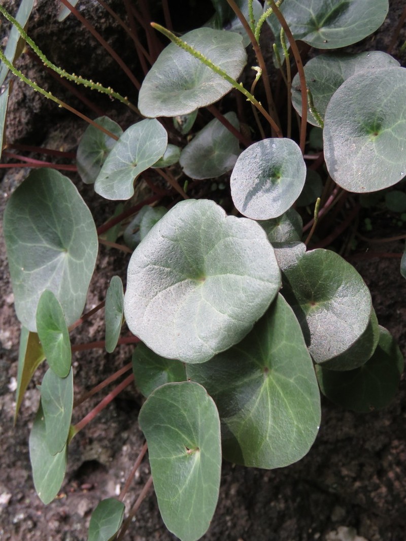 Peperomia albonervosa photo 4