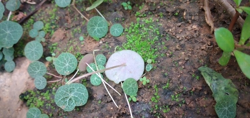 Peperomia albonervosa photo 5