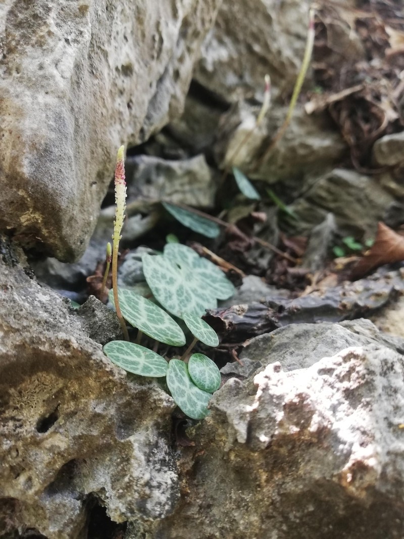 Peperomia albonervosa photo 6