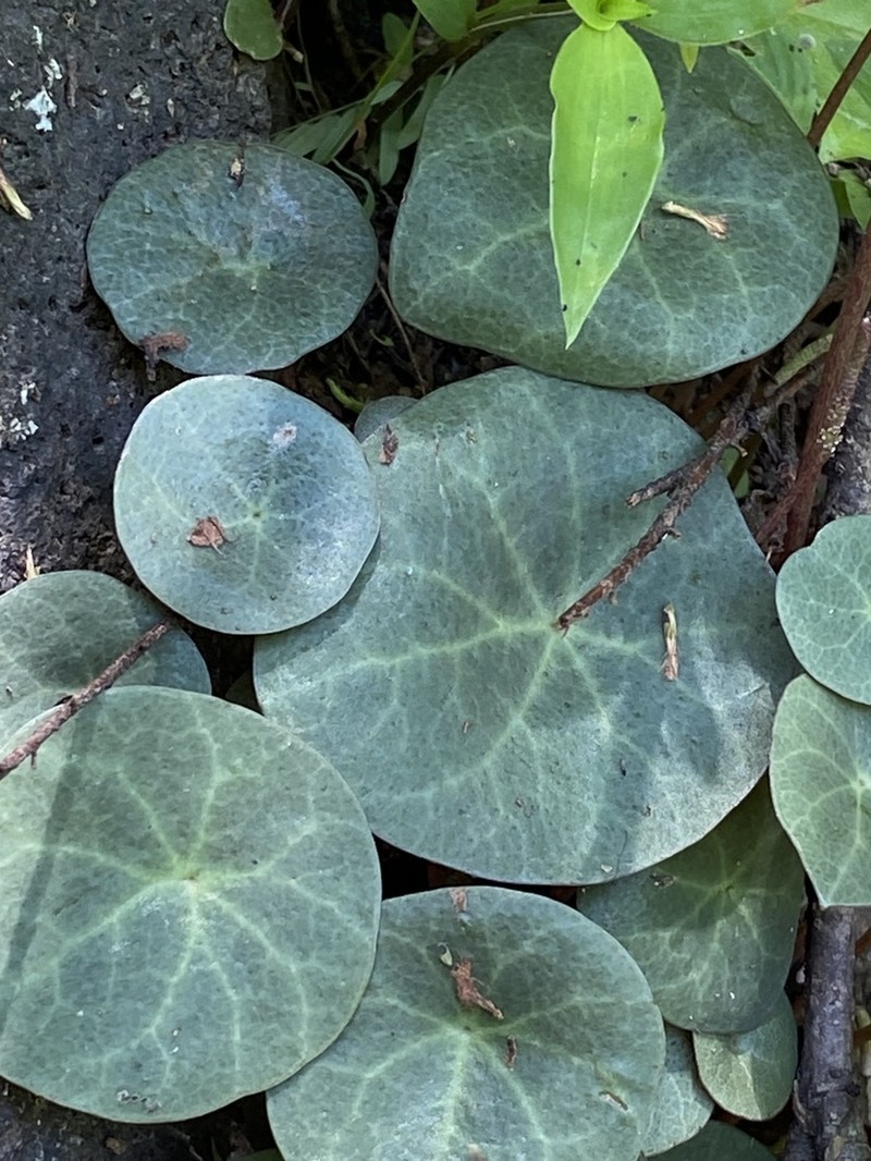 Peperomia albonervosa photo 8