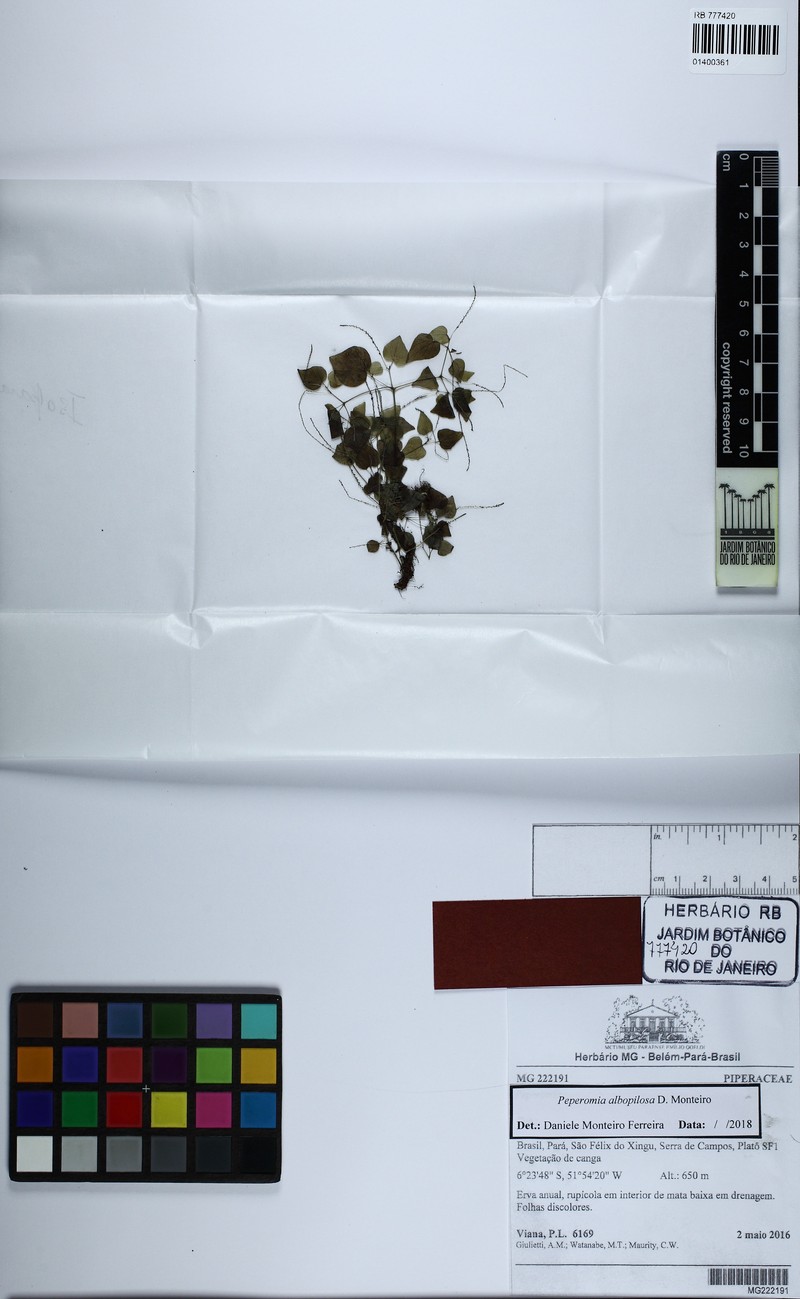 Peperomia albopilosa