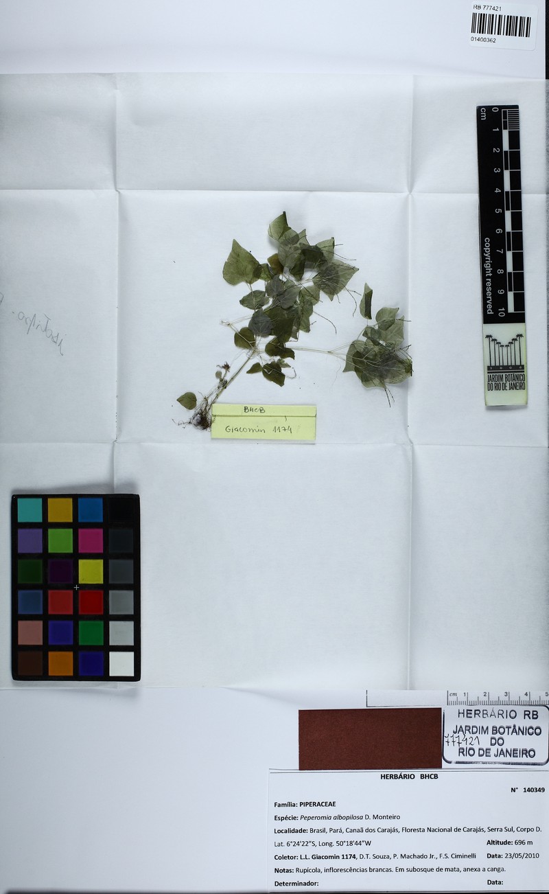 Peperomia albopilosa photo 2