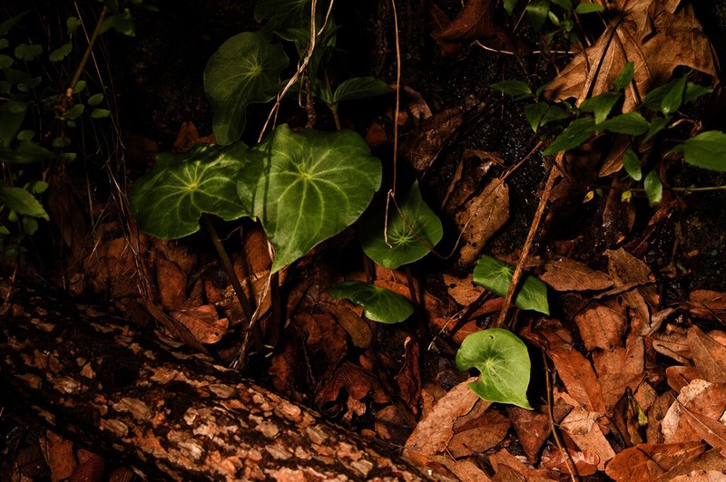 Peperomia ampla