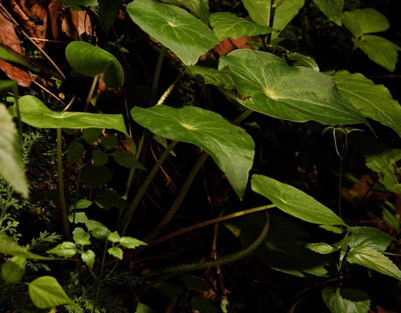 Peperomia ampla photo 2
