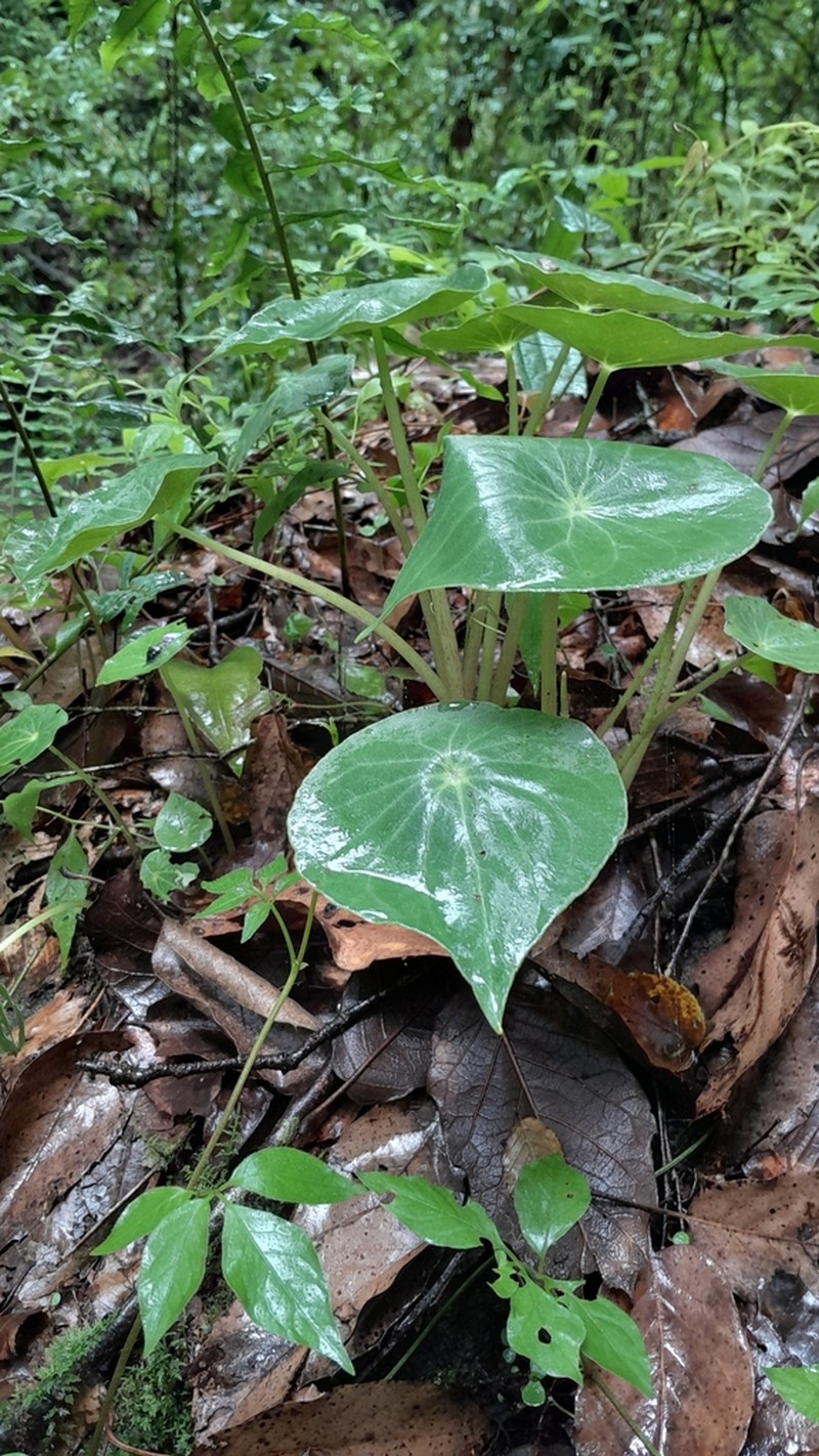 Peperomia ampla photo 3