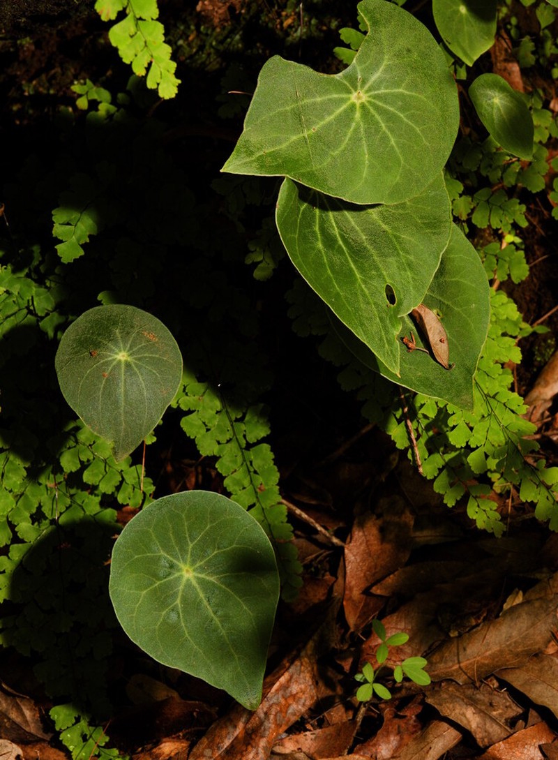 Peperomia ampla photo 4