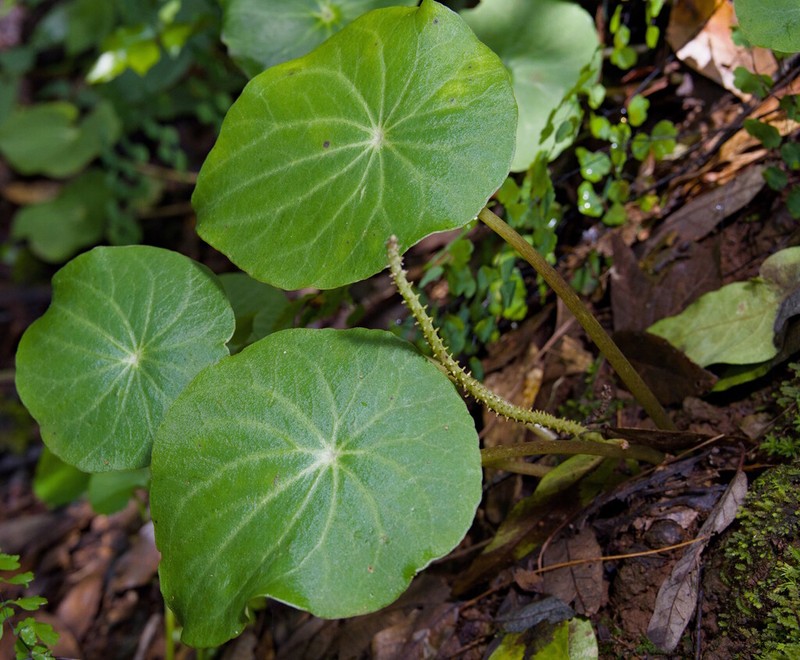 Peperomia ampla photo 5