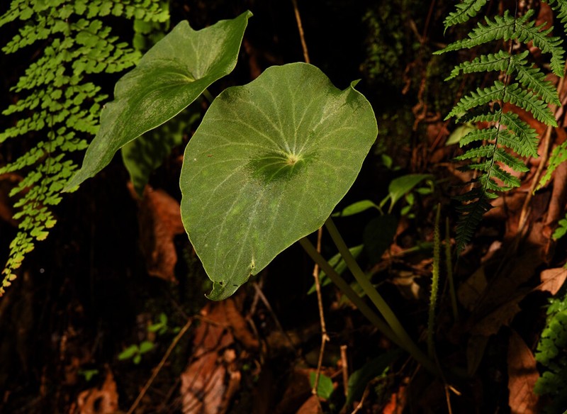 Peperomia ampla photo 6
