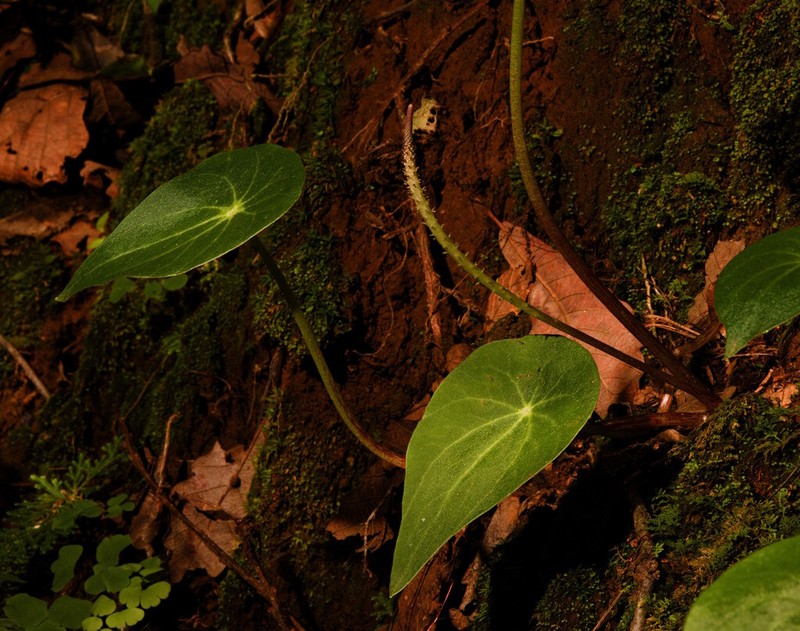 Peperomia ampla photo 7