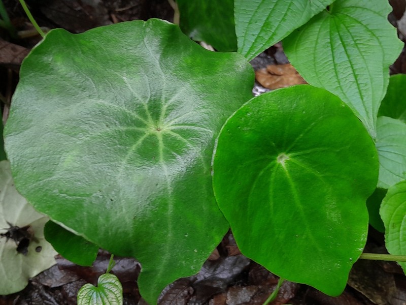 Peperomia ampla photo 8