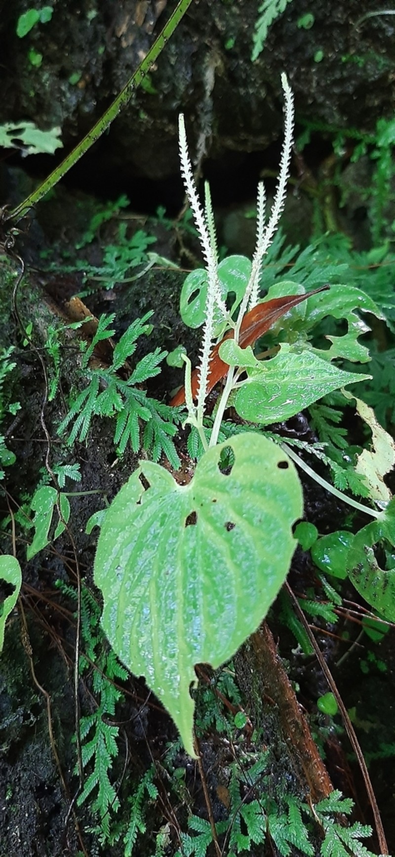 Peperomia asarifolioides
