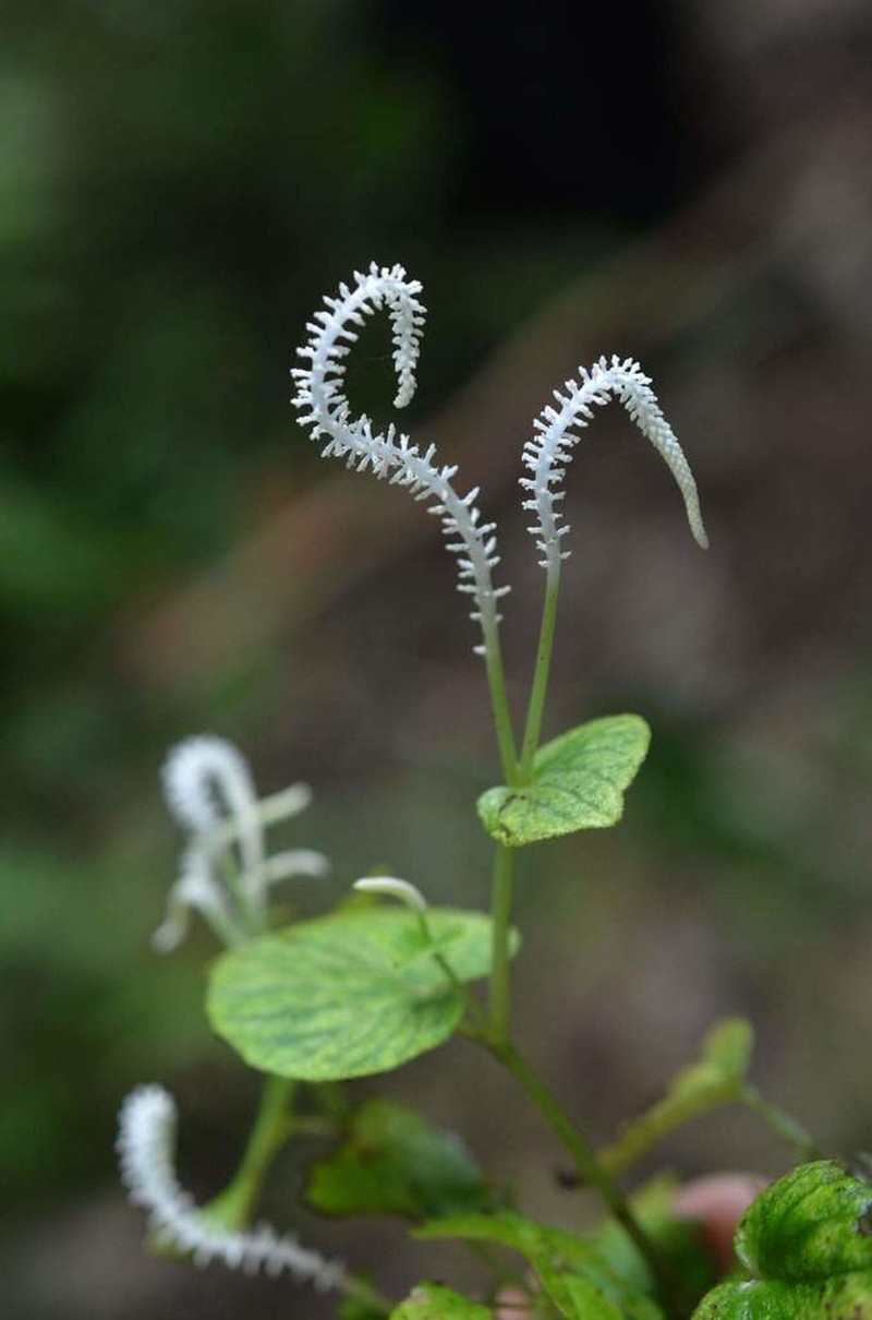 Peperomia asarifolioides photo 2