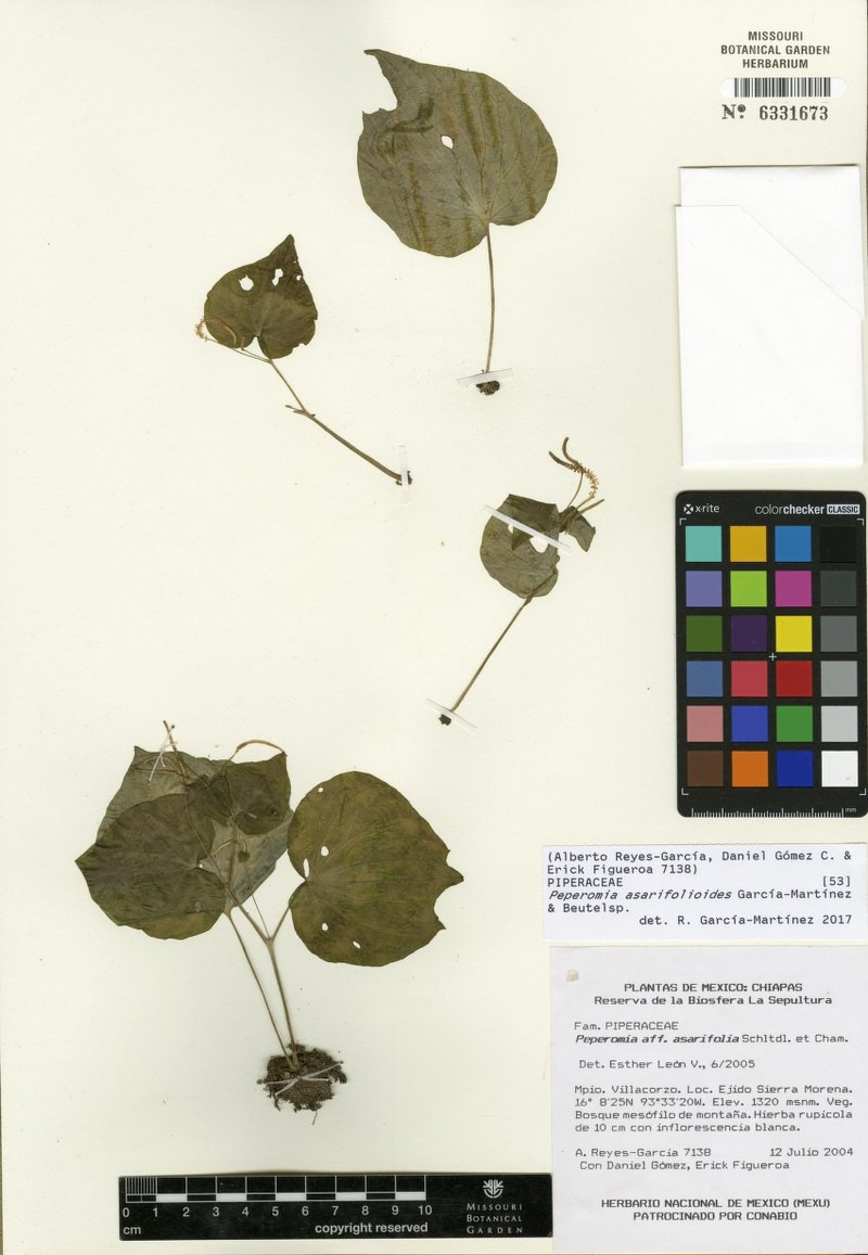 Peperomia asarifolioides photo 4
