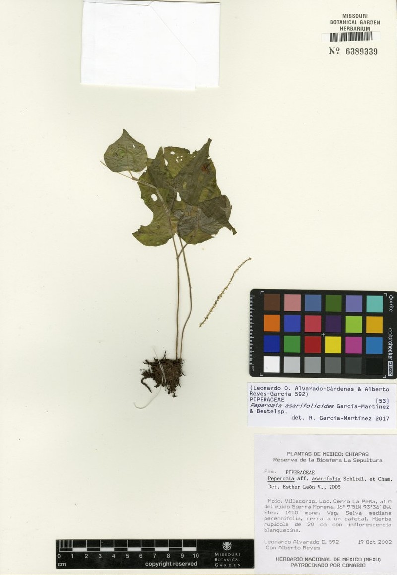 Peperomia asarifolioides photo 5